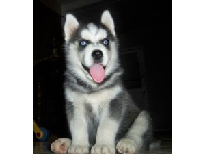siberian husky Now Available For Re Homing
