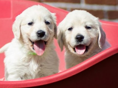Wonderful Golden Retriever Puppies
