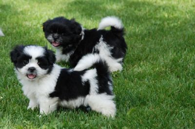 The Shih Tzu is a true companion dog and makes an ideal family pet.