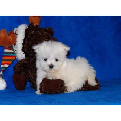 beautiful mini maltese puppies looking looking for a loving place.