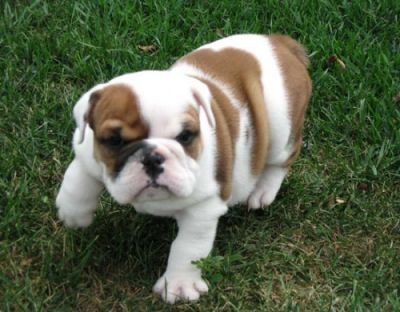 cute english bulldogs puppies for sale 