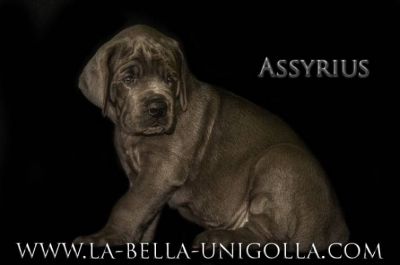 Great Dane Puppies in blue