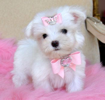 champion teacup maltese for sale