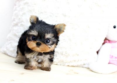 Precious baby doll face yorkie puppy for free adotion 