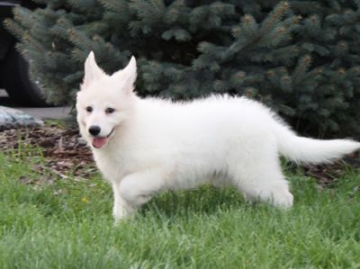 sweet and best of german shepard for sale