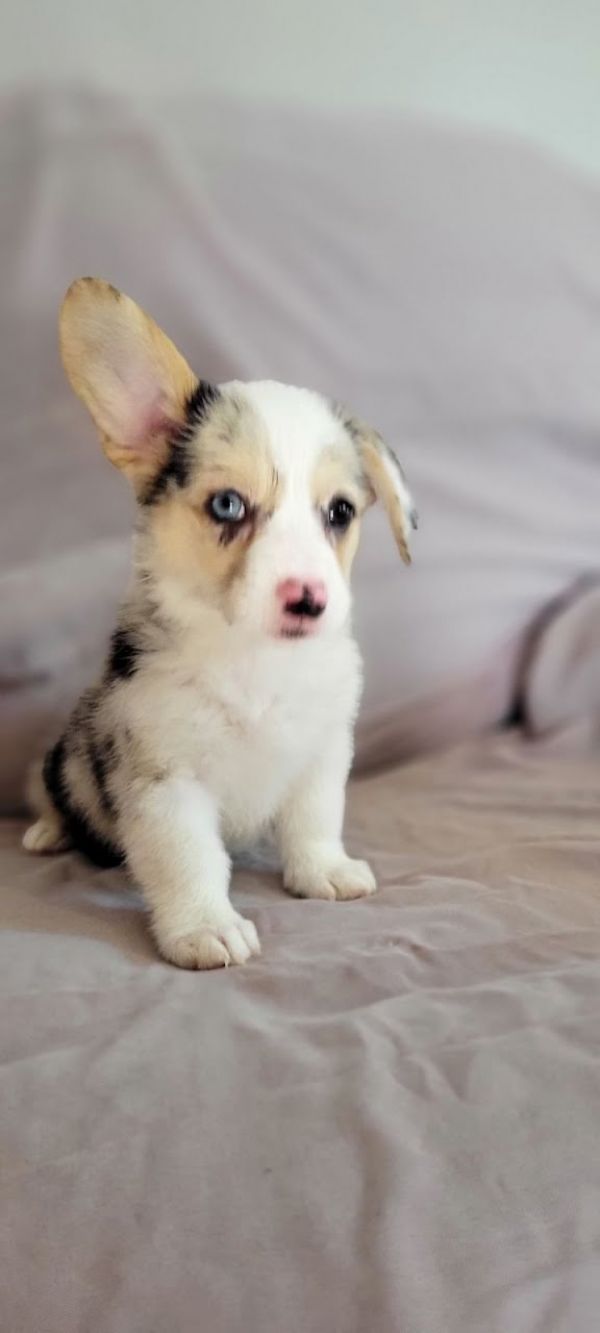 Corgis for a new home 