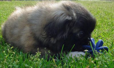 Kippernicus the Pekingese For Sale