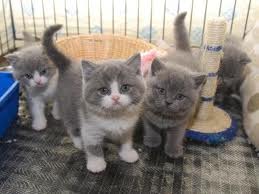 British shorthair kittens for good and caring home