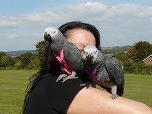 2 African Grey Parrots for adoption