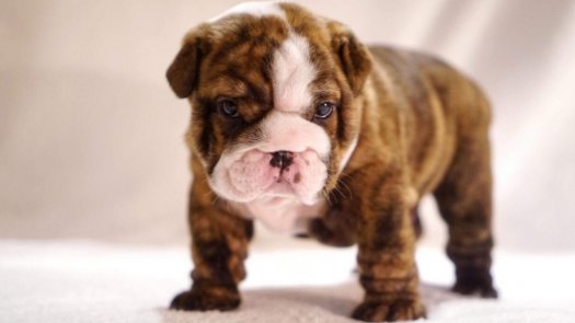 English bulldog with pedigree