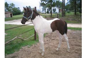 10 year old friesian mareand stallion  horse for free adoption 