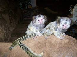Males and Females Monkeys ready now 3months