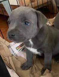 Kc Registered Blue Staffies..