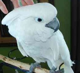 Umbrella Cockatoo Parrots Now Ready For Sale