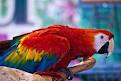 super cute speakable macaw parrots for free adoption
