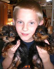 X-mas teacup yorkie puppies for free adoption