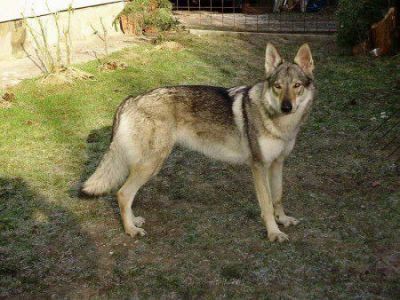 Czechoslovakian Wolfdog purebred puppies