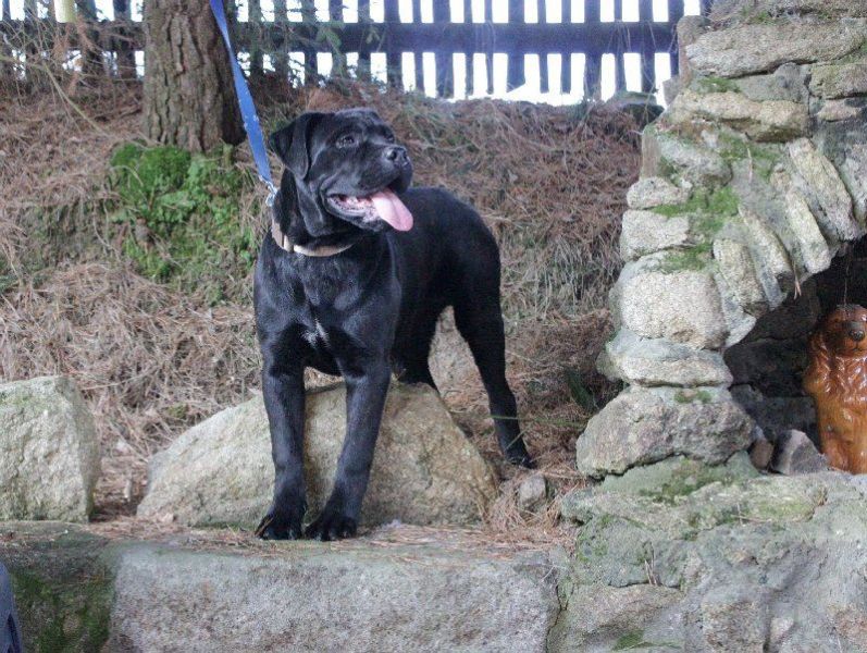 Cane Corso - puppies with FCI pedigree for sale