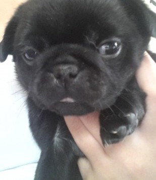 charming Male pug puppy available now.