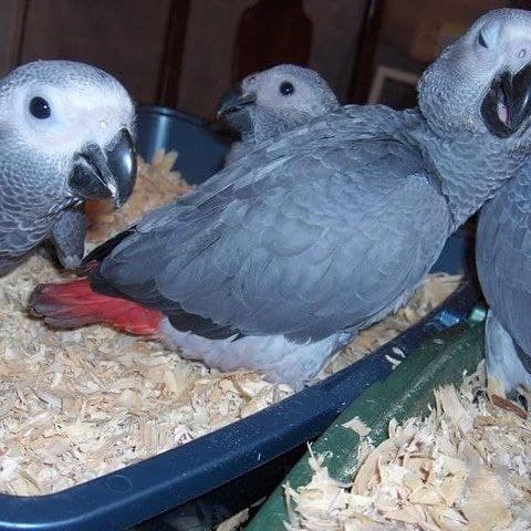 Playful  african grey and macaw parrots 