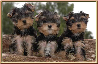 tea cup yorkie puppies for adoption