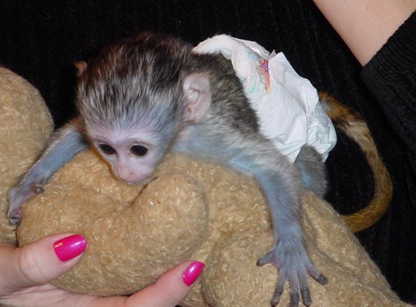 Capuchin monkeys cute and lovely baby gift