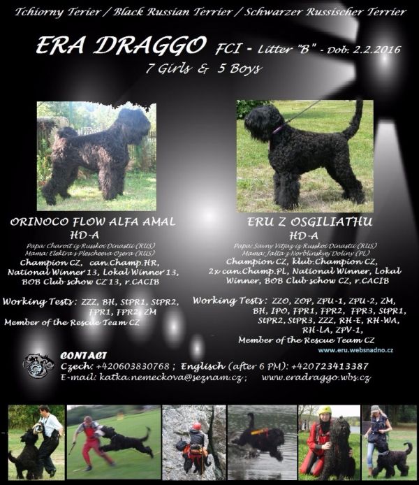 Black Russian Terrier - Puppies