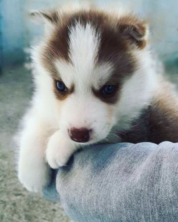 Purebred Siberian Husky Puppies.