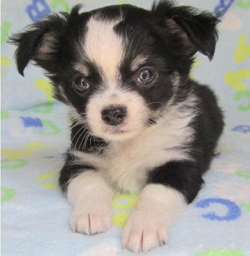 Playful Chihuahua Puppies Now Ready For Re-Homing