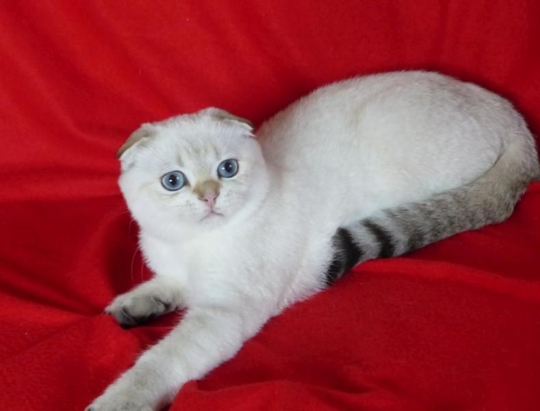 Scottish fold with pedigree