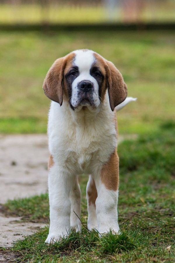 St. Bernard dog