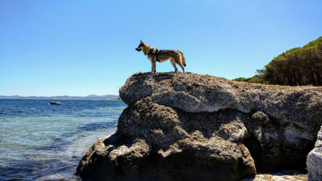 Czechoslovakian Wolfdog - puppies