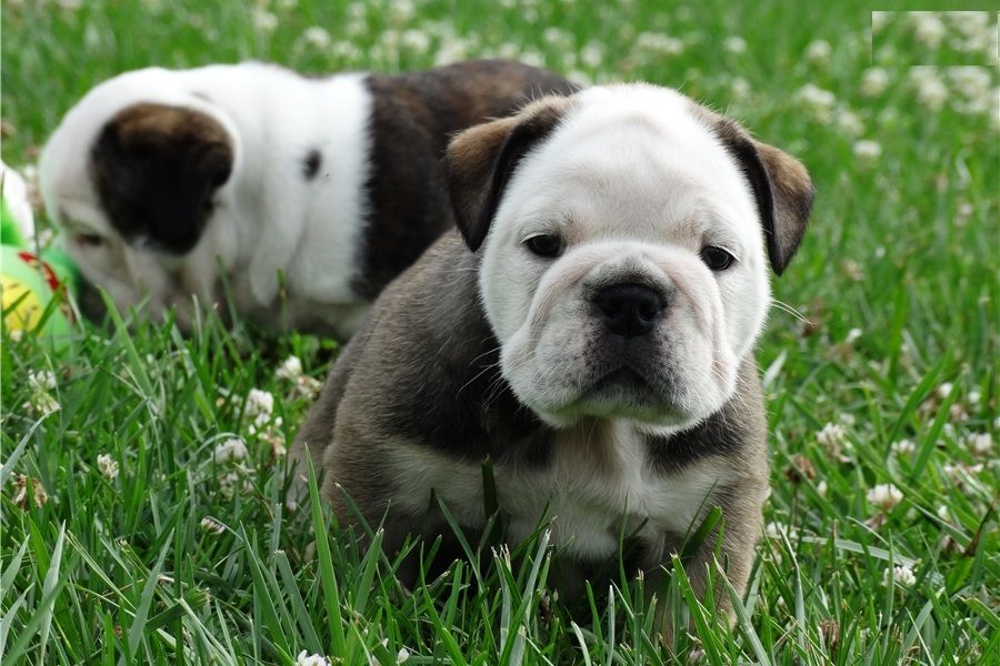  We have 4 gorgeous lilac and white colored AKC Boston Terrier male puppies 8 weeks old, . 