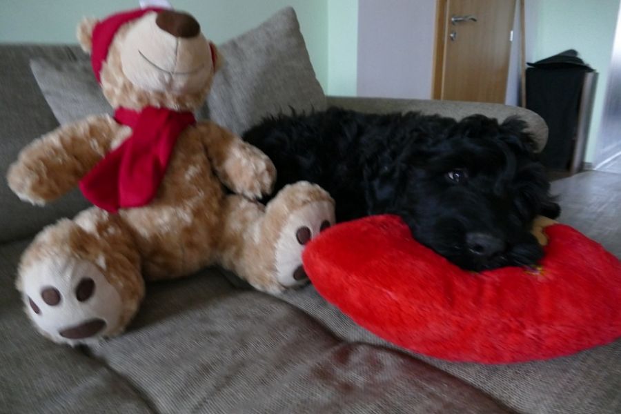 Black Russian Terrier - Puppies