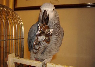 healthy male and female pomanarian puppies for free adoption