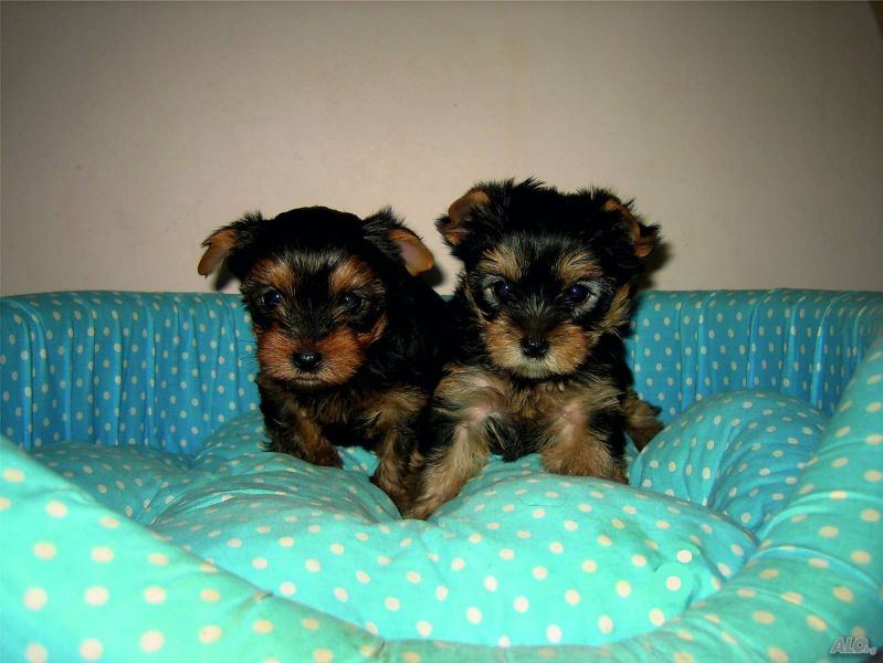 Yorkshire Terrier puppies