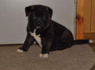 Akita Puppies For Sale
