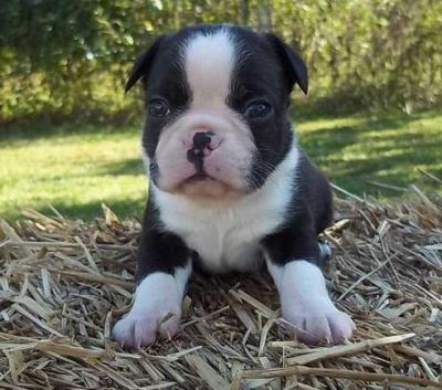 Boston Terrier Puppies For Sale
