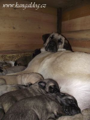 Purebred Kangal puppies (registered as Anatolian Shepherds)