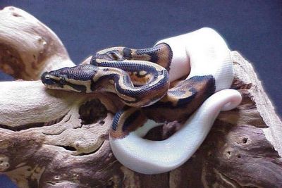 2013 babies  albino and piebald ball pythons  for adoptions