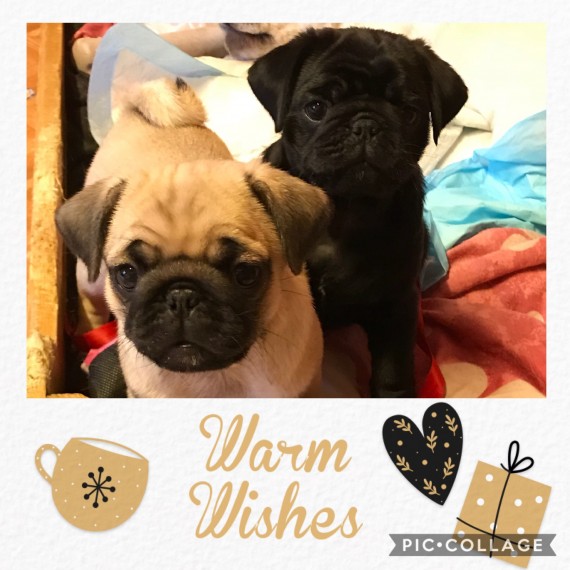 Ready For Their Forever Homes Are 2 Chunky Pugs