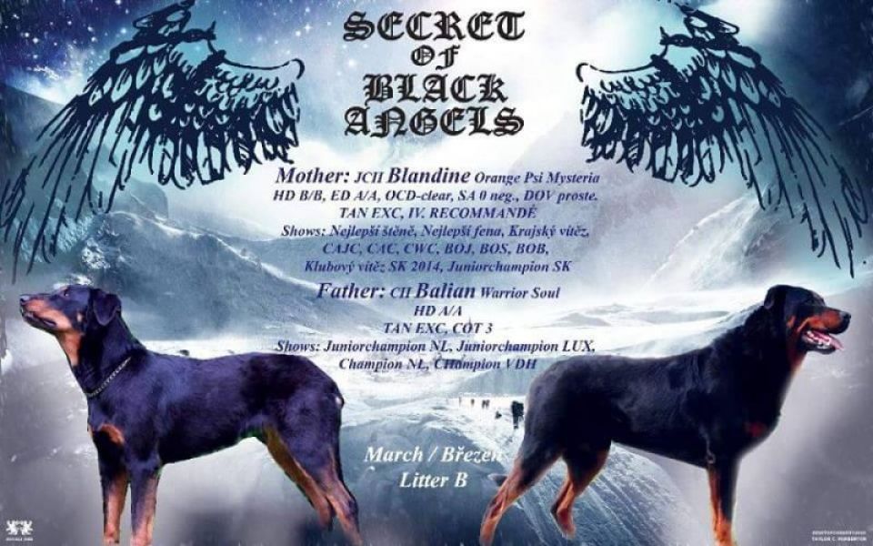 Beauceron puppies with pedigree