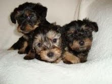 Excellent Teacup Yorkie Pupies For Free Adoption