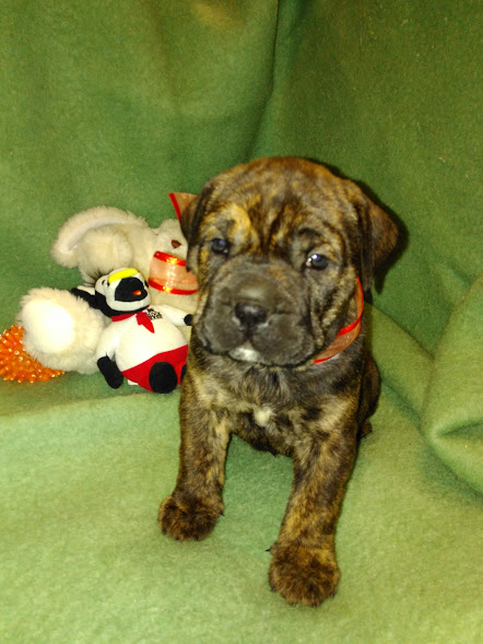 Ca de Bou, Perro de Presa Mallorquin, Mallorquin Mastiff