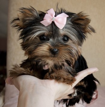 ADORABLE TEACUP YORKIE PUPPIES FOR YOUR HOME THIS COMING XMAS