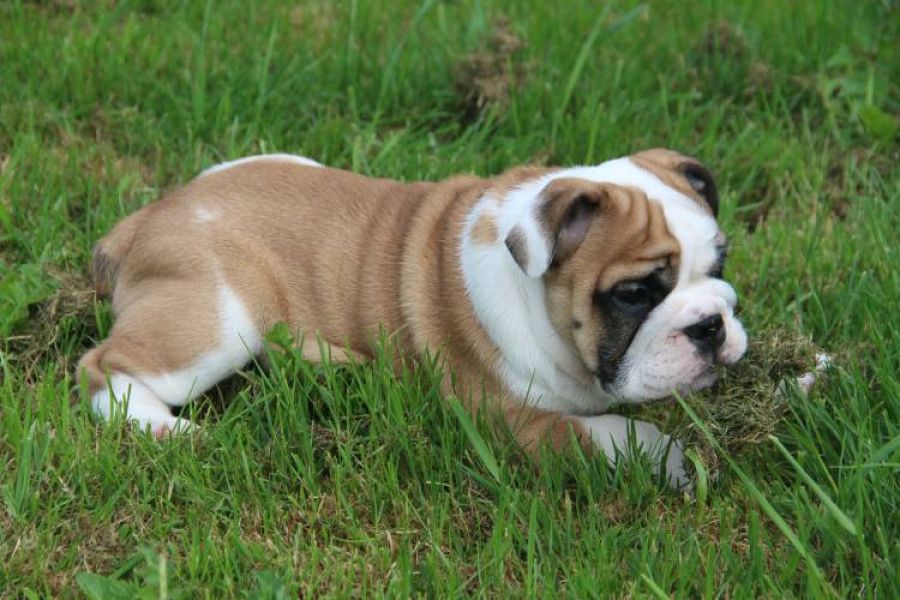 Beautiful English bulldog puppy (FCI)