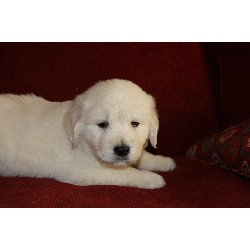 two gorgeous male puppies available 
