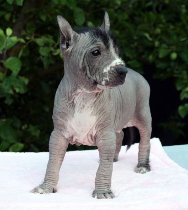 Perro sin pelo del Peru 5 beautiful puppies for sale