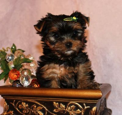 Well Trained Teacup Yorkie Puppies For Adoption