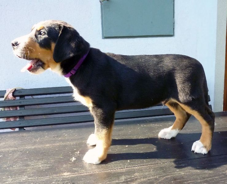Greater Swiss Mountain Dog FCI puppies